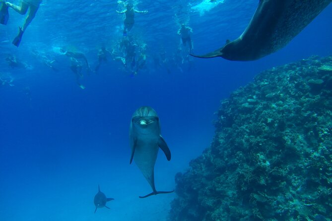 Dolphin House Snorkeling Trip + Water Sport With Lunch - Hurghada - Lunch, coffee, tea, and water on board