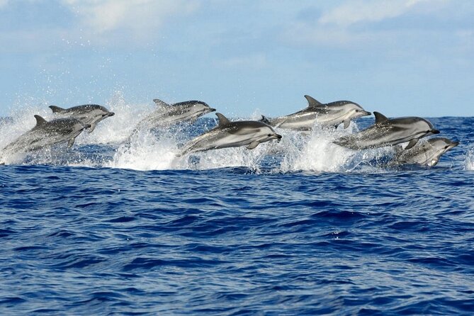 Dolphin House Snorkeling Trip + Water Sport With Lunch - Hurghada - Booking with realistic dolphin expectations