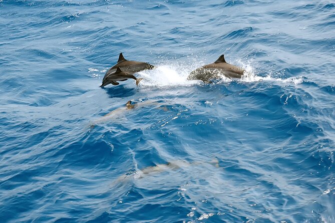 Dolphin House Snorkeling Trip & Water Sports with Lunch -Hurghada - Is $15 a good value?