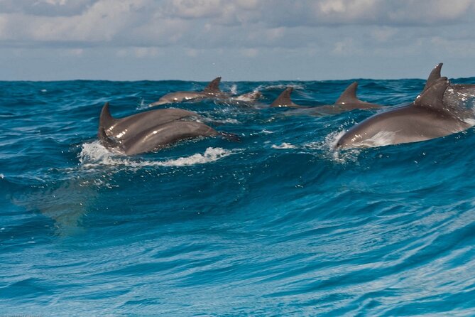 Dolphin House Snorkeling,Water Sports, Lunch & Transfer- Hurghada - An 8:00 am start sets the pace