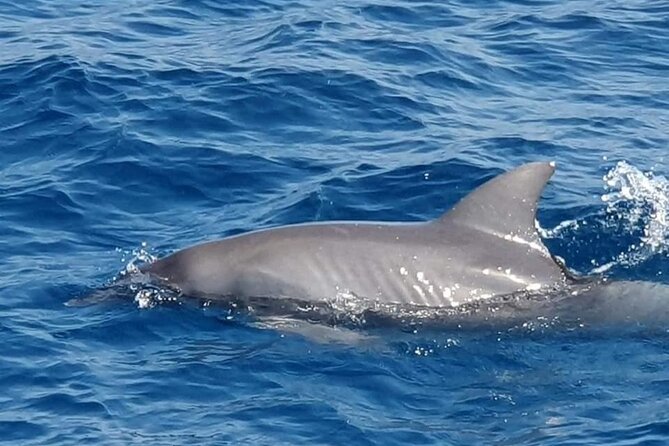 Dolphin House Snorkeling,Water Sports, Lunch & Transfer- Hurghada - Dolphins, coral, and the limits of wildlife encounters
