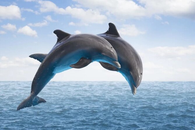 Dolphin House Snorkeling,Water Sports, Lunch & Transfer- Hurghada - Two coral reef snorkeling sessions