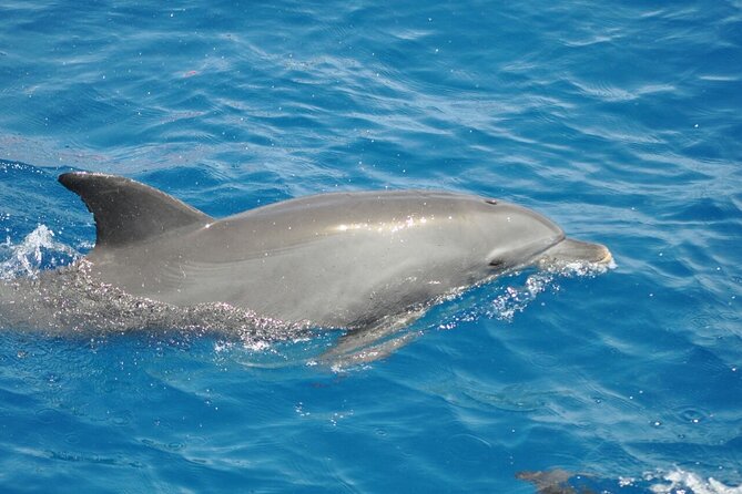 Dolphin tour & banana boat fun with snorkeling from Hurghada - Snorkeling across two or three reefs