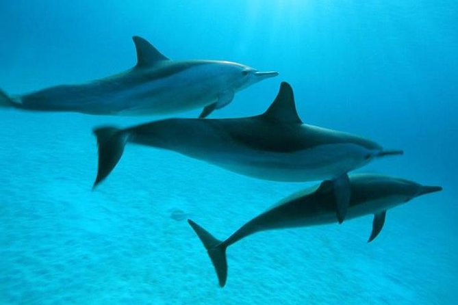 Dolphin tour & banana boat fun with snorkeling from Hurghada - Banana boat and sofa boat rides