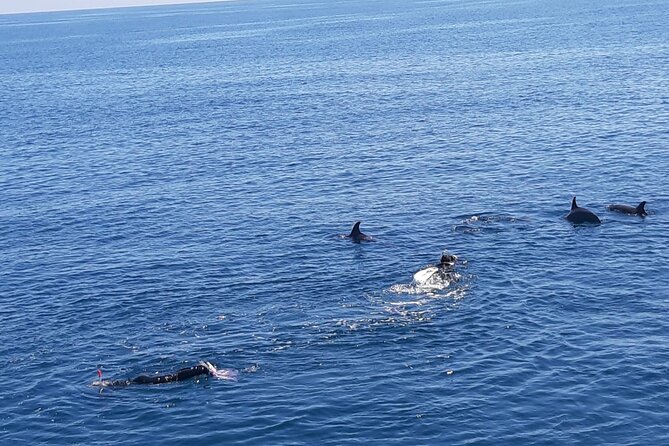 Dolphin tour & banana boat fun with snorkeling from Hurghada - How good is the value at $20.94?