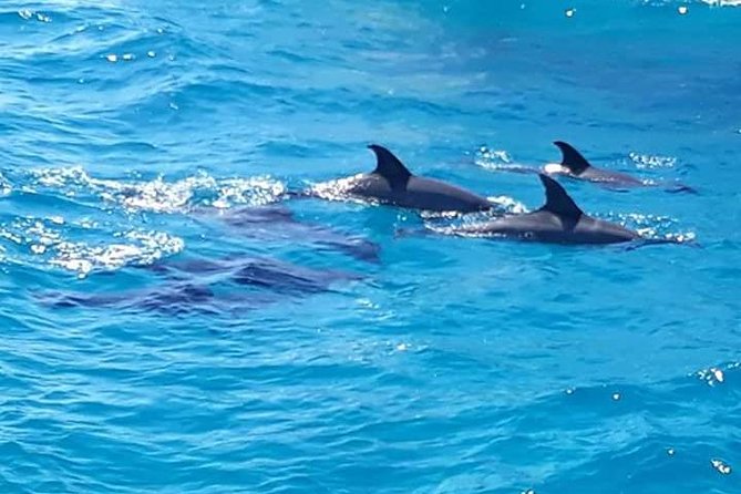 Dolphin Tour in Hurghada - Second snorkeling stop and the Red Sea’s underwater life