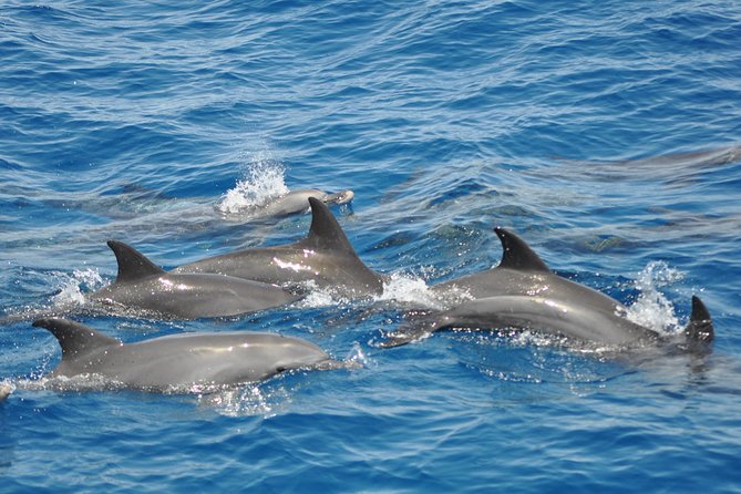 Dolphin Tour in Hurghada - Crew, boat atmosphere, and group size