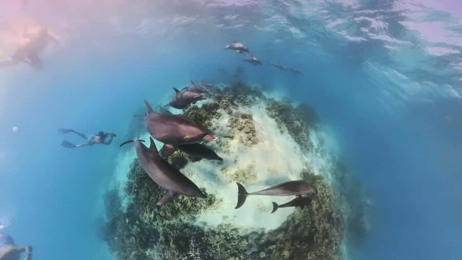 Dolphin Tour with Red Sea Fun. The Best in Hurghada - What makes this Hurghada boat trip worth considering