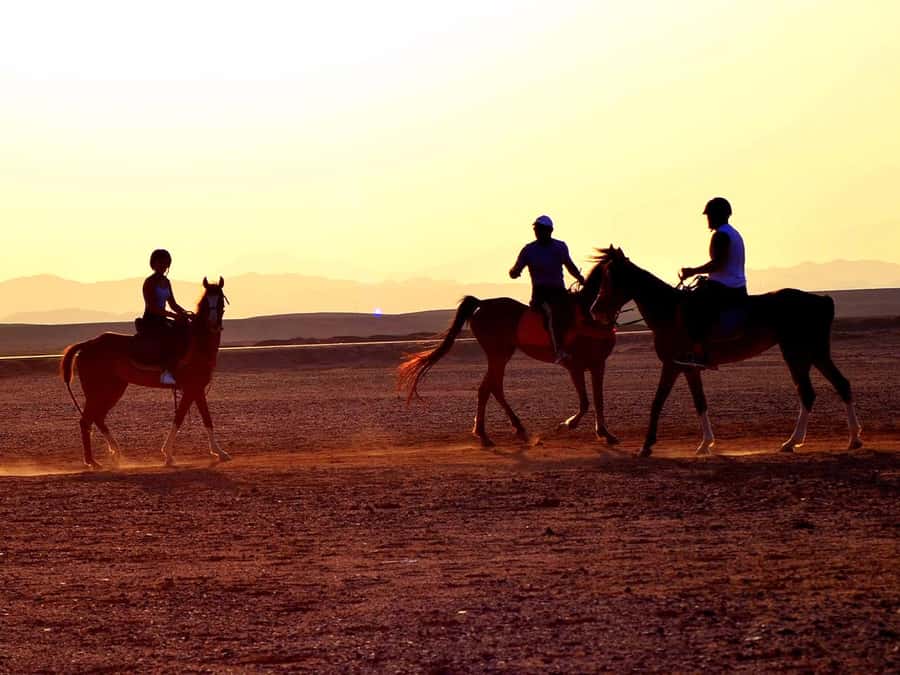 El Gouna: Desert & Sea Horse Riding With Swimming Optional - What the ride is really like from pickup to saddle