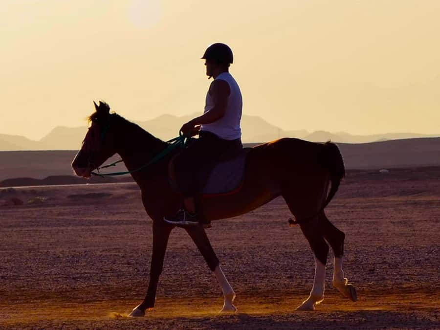 El Gouna: Desert & Sea Horse Riding With Swimming Optional - Choosing the right departure time