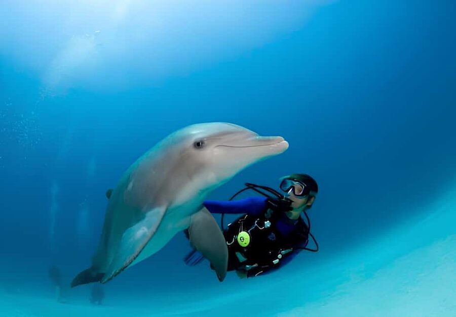 El Gouna Lagoon, Diving with Dolphin, Snorkeling & Lunch - What the underwater session is really like