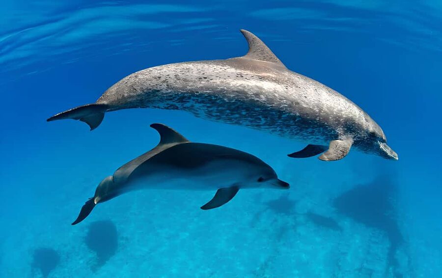 El Gouna Lagoon, Diving with Dolphin, Snorkeling & Lunch - Crew service and language matter