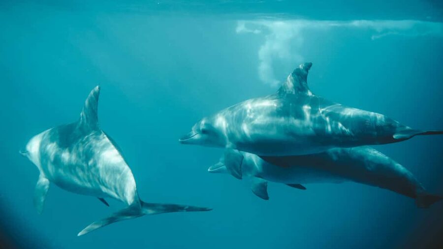 El Gouna Lagoon, Diving with Dolphin, Snorkeling & Lunch - Who should book this Red Sea day?