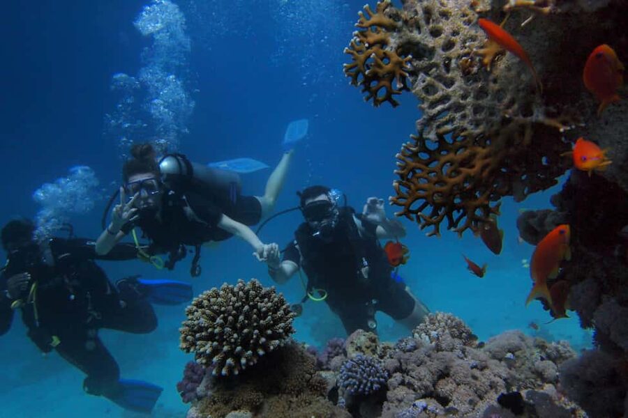 El Gouna Lagoon, Diving with Dolphin, Snorkeling & Lunch - Snorkeling over Red Sea coral and fish