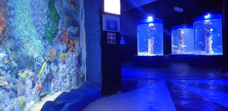Entry Ticket: Grand Aquarium Hurgada - The mini zoo and rescued land animals