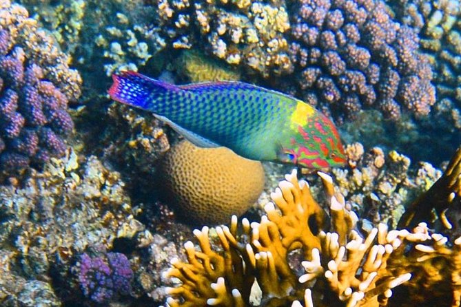 Excursion to the White Island & Ras Mohammed National Park from Sharm El Sheikh - What makes Ras Mohammed special