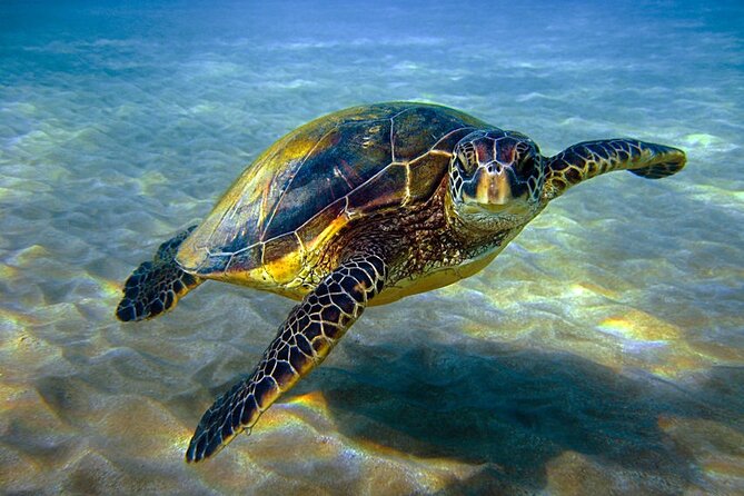 Explore Hurghada: Semi-Submarine Tour & Snorkeling – Hurghada - Who will enjoy this most