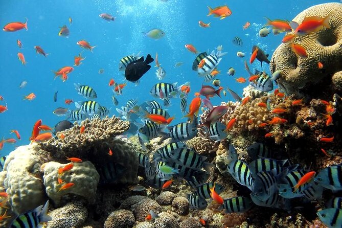 Explore Hurghada: Semi-Submarine Tour & Snorkeling – Hurghada - Watching coral and fish below the waterline