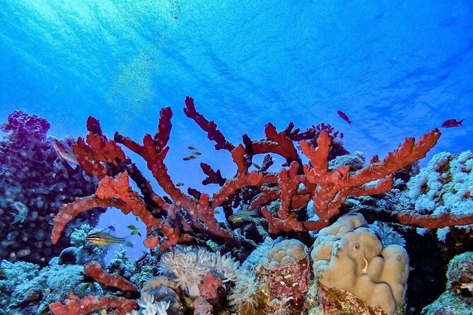 Explore Hurghada Two Thrilling Boat Dives for Certified Divers - 10:00 AM at the first underwater site