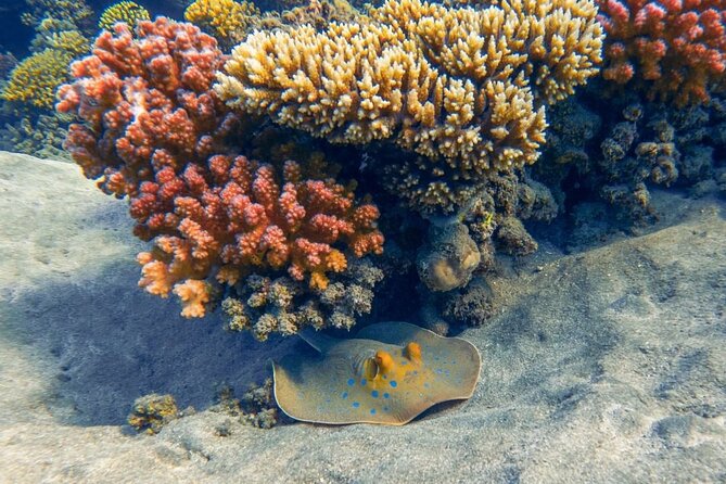 Explore Hurghada Two Thrilling Boat Dives for Certified Divers - Noon buffet lunch, drinks, and a proper surface break