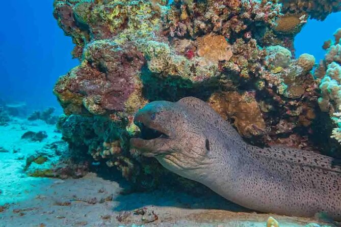 Explore Hurghada Two Thrilling Boat Dives for Certified Divers - 1:00 PM at the second site