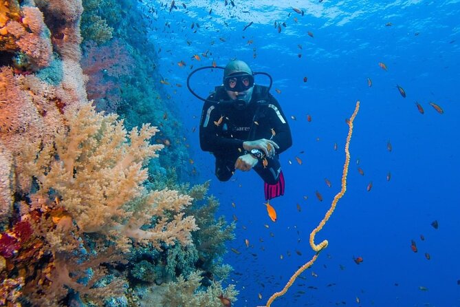 Explore Hurghada Two Thrilling Boat Dives for Certified Divers - What the $52.27 price really covers
