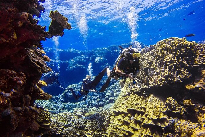 Explore Hurghada Two Thrilling Boat Dives for Certified Divers - 7:30 AM hotel pickup and the ride to the marina