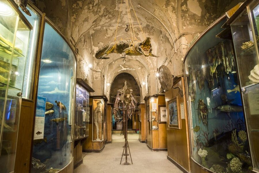 From Alexandria: Full-Day Guided Tour of Historical Sights - Is $71 good value?