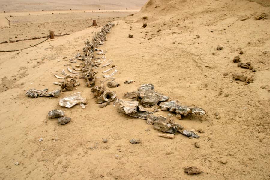 From Cairo: El Fayoum Private Day Trip with Lunch - Lunch in Fayoum, with a few useful cautions