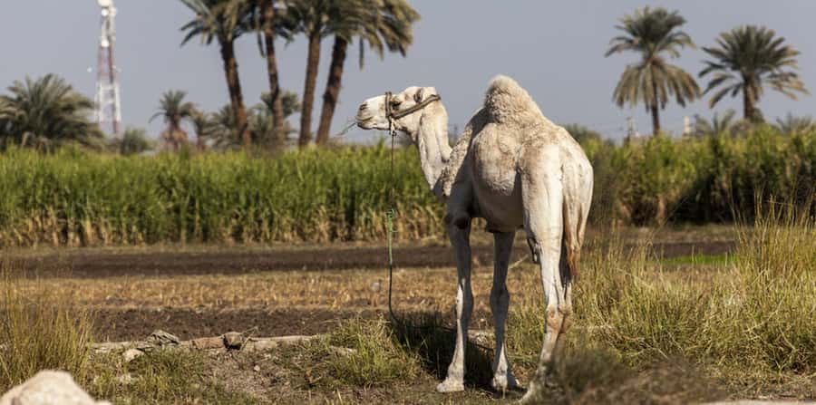 From Cairo: Fayoum Oasis and Wadi Al Rayan Guided Tour - Who should book this Fayoum day trip?