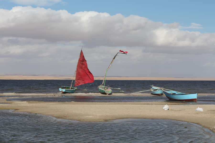 From Cairo: Full-Day Tour to El Fayoum - Transport, Group Size, and the $100 Price