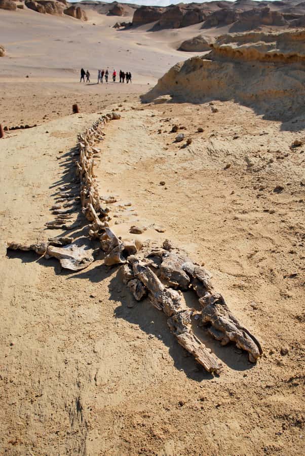 From Cairo: Full-Day Tour to El Fayoum - Magic Lake and Panorama Mountain