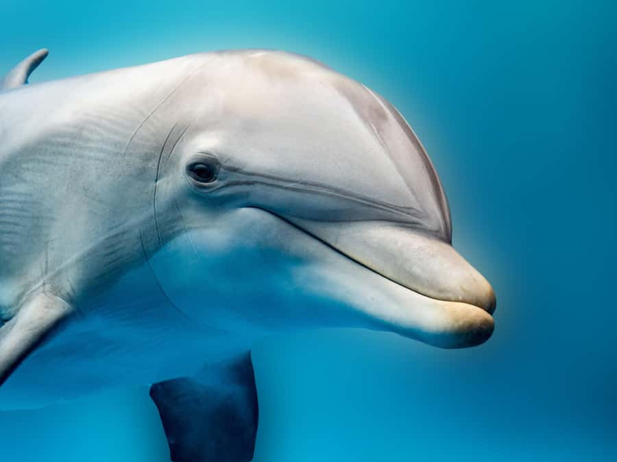 From Hurghada: Hula Hula Island Speedboat Tour with Dolphins - Leaving Hurghada for the Red Sea islands