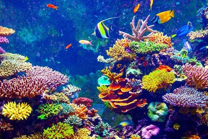 From Hurghada: Orange Bay Snorkeling Trip with Lunch - Crew service and the small-group advantage