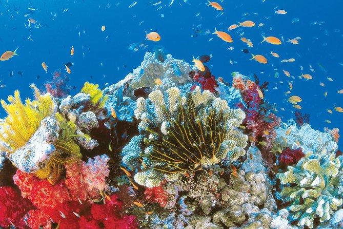 From Hurghada: Orange Bay Snorkeling Trip with Lunch - Water sports may finish the day