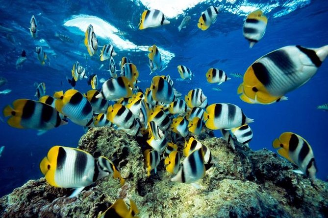 From Hurghada: Orange Bay Snorkeling Trip with Lunch - Why $24 is a strong value