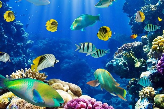 From Hurghada: Paradise Island Full-Day Snorkeling Tour - Leaving Hurghada for Giftun Island National Park