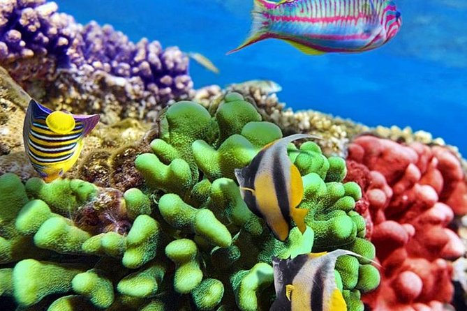 From Hurghada: Paradise Island Full-Day Snorkeling Tour - Is $30 good value for nine hours?