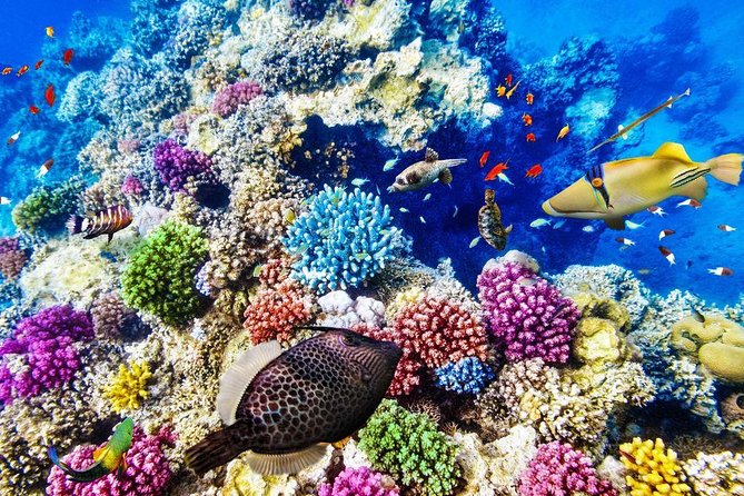 From Hurghada: Paradise Island Full-Day Snorkeling Tour - Who will enjoy this Paradise Island day?