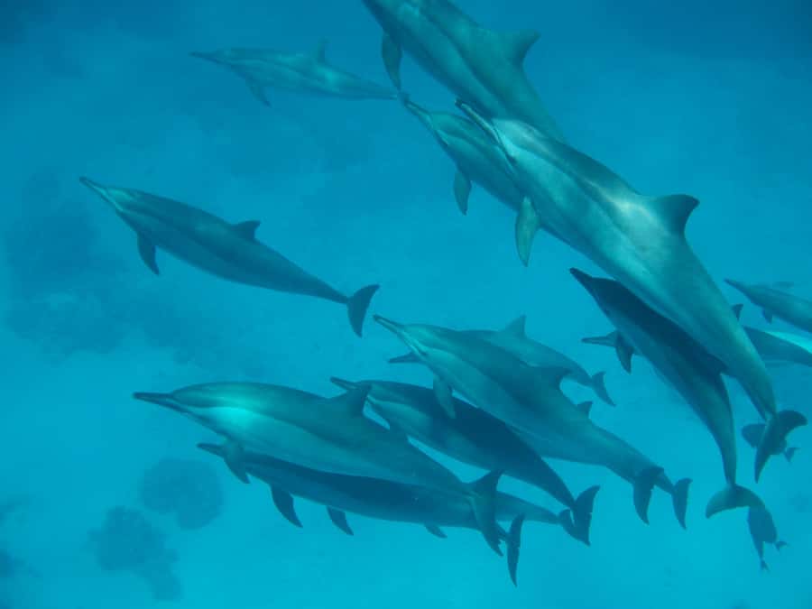 From Hurghada: Paradise Island Speedboat Tour with Dolphins - What the $38 price really gets you