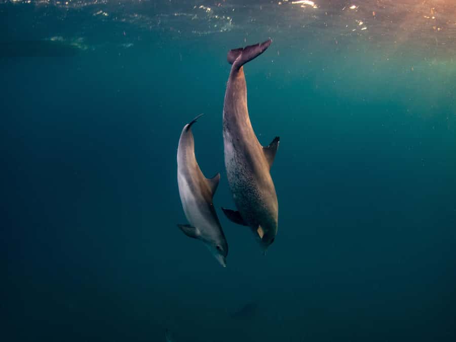 From Hurghada: Paradise Island Speedboat Tour with Dolphins - Searching for dolphins in their natural home