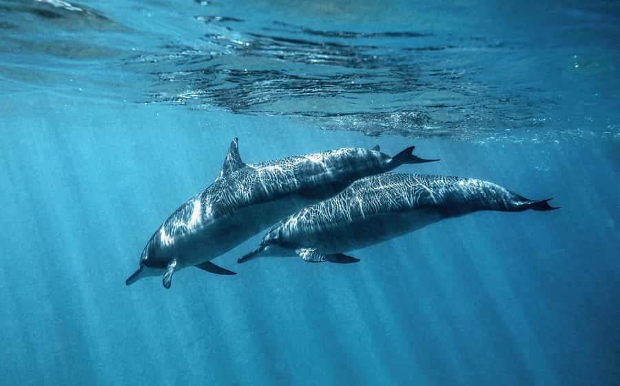 From Hurghada: Paradise Island Speedboat Tour with Dolphins - Abu Minqar Island and the white-sand photo stop