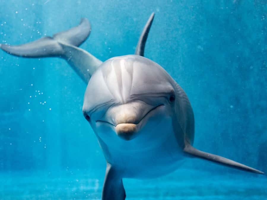 From Hurghada: Paradise Island Speedboat Tour with Dolphins - Leaving Hurghada for the open Red Sea