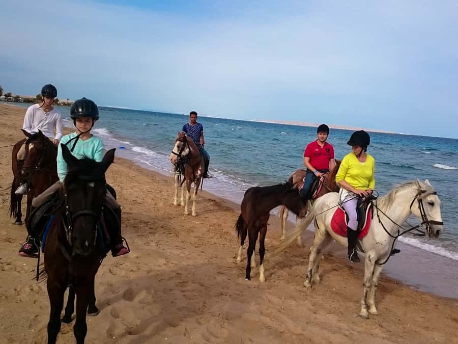 From Hurghada: Red Sea Sunrise and Desert Horseback Riding - The VIP four-hour option and swimming with a horse