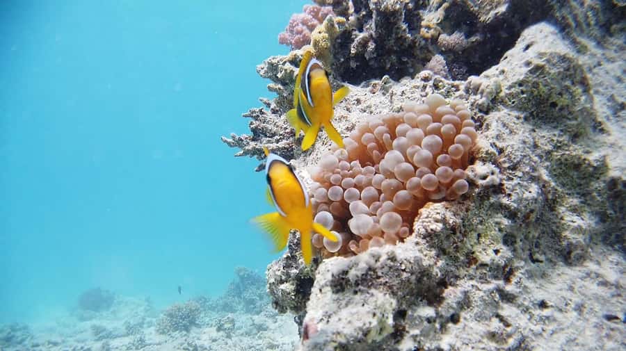 From Sharm: Luxury Diving cruise to Ras Mohammed with Lunch - Key points to know before booking