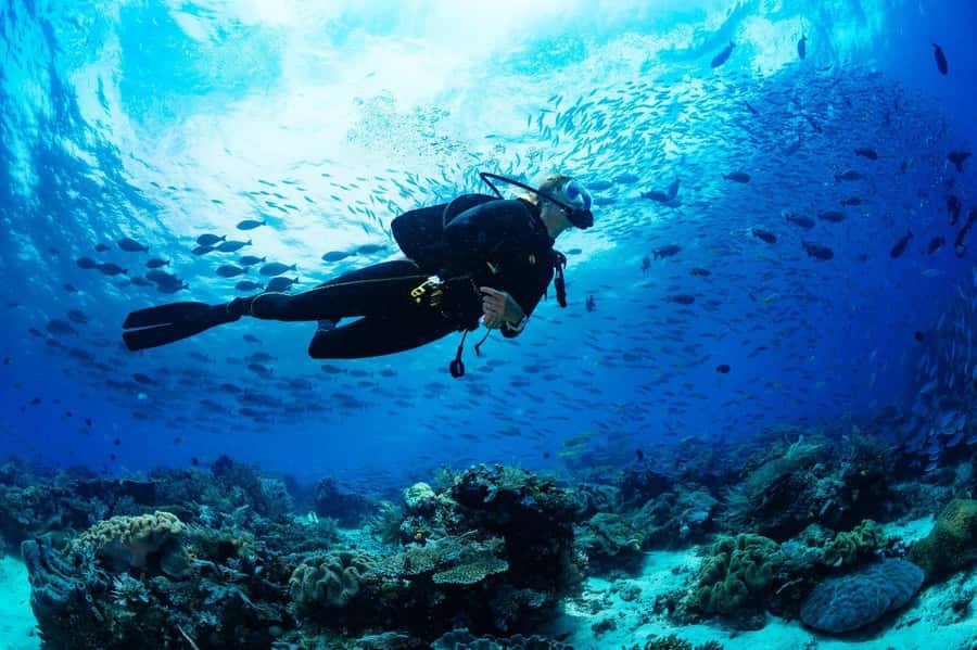 From Sharm: Luxury Diving cruise to Ras Mohammed with Lunch - Why Ras Mohammed makes a good day on the water