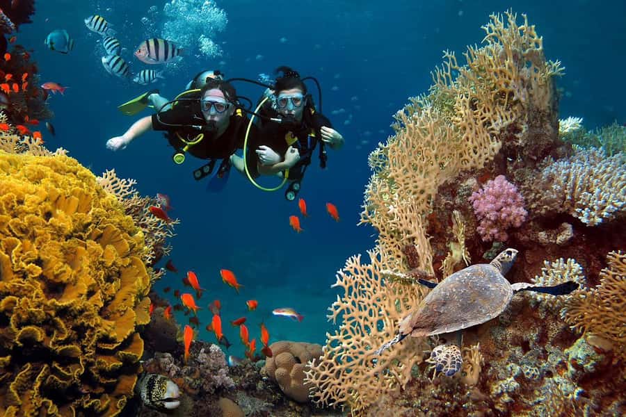 From Sharm: Luxury Diving cruise to Ras Mohammed with Lunch - Lunch on board and the return to Sharm