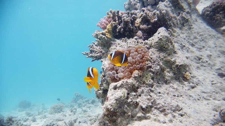 From Sharm: Luxury Diving cruise to Ras Mohammed with Lunch - What the $54 price really gets you