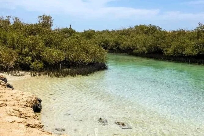 From Sharm: Ras Mohamed National Park and Magic Lake Day Tour - Mangrove trees in saltwater