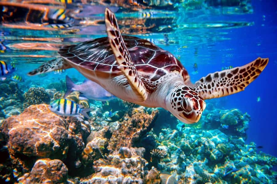 From Sharm: Ras Mohammed snorkeling cruise & optional diving - The long sail toward Ras Mohammed